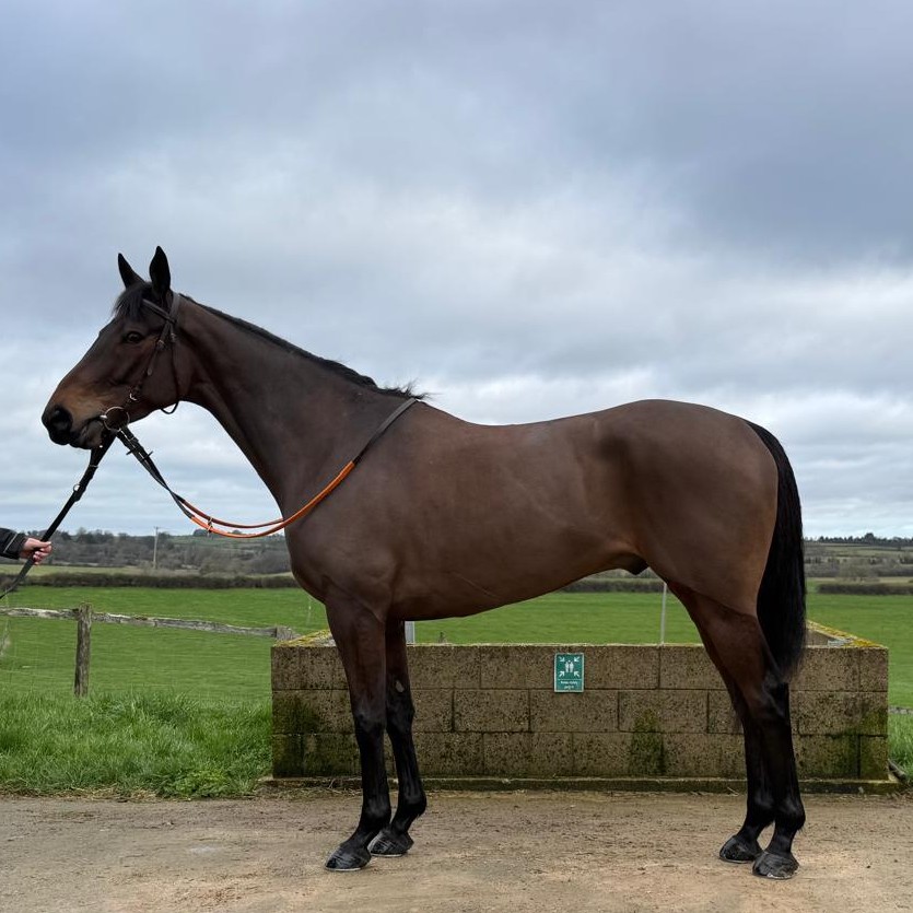 ARE YOU JOKING 2021 B G