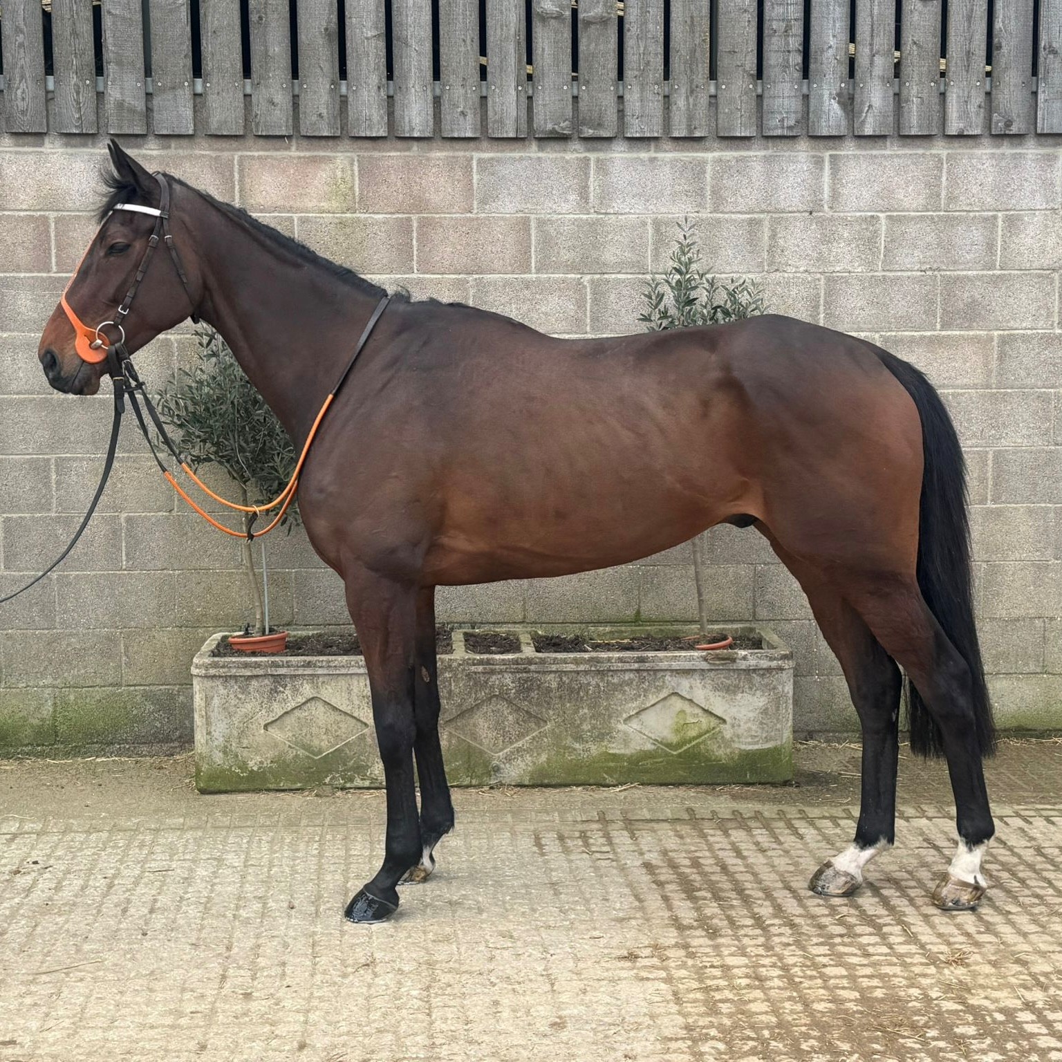 OCEAN MASTER 2021 B G