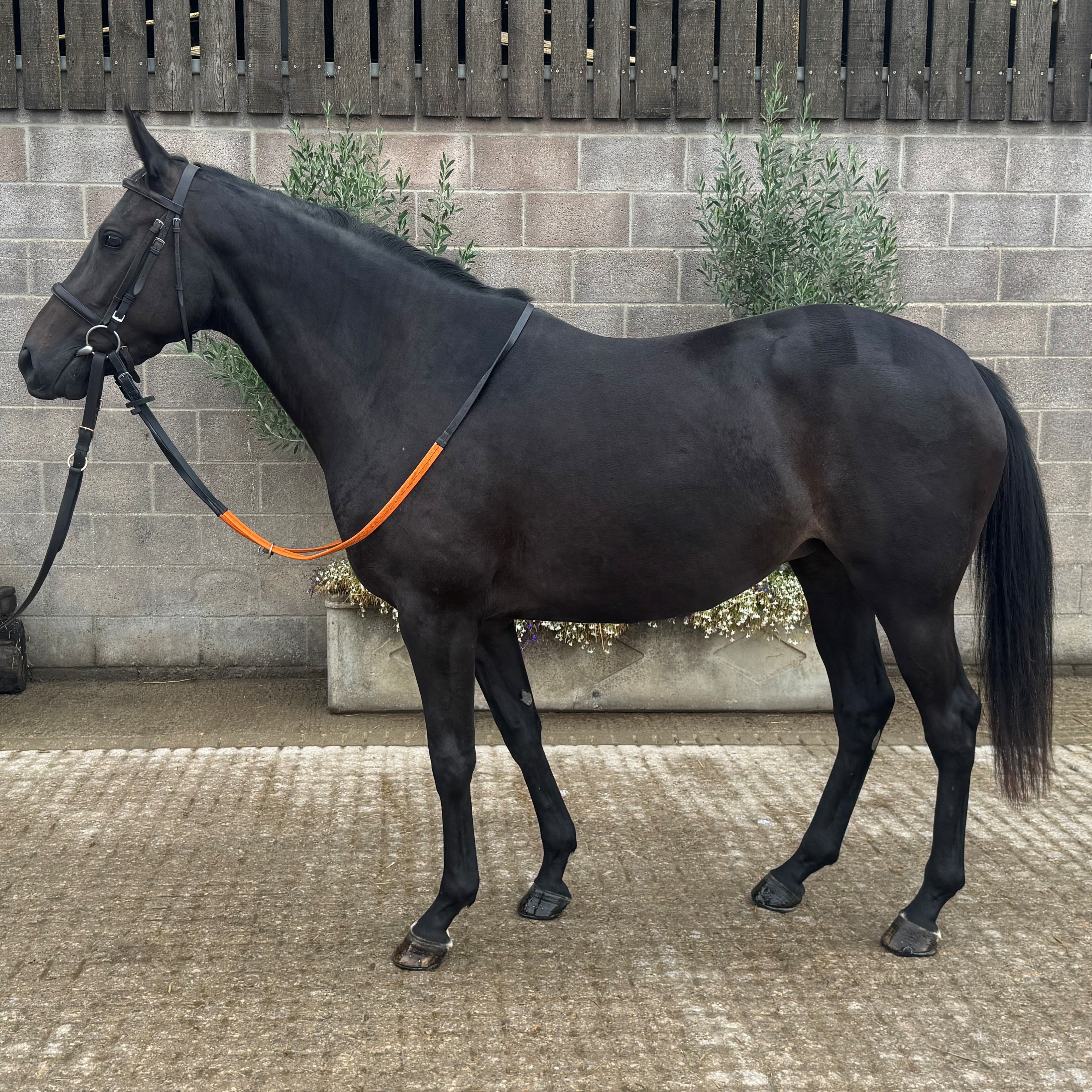 JACK HOBBS X DABINETT MOON 2023 B F